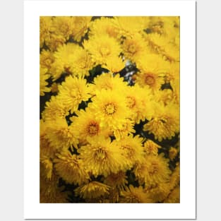 Yellow chrysanthemums texture Posters and Art